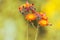 Orange small flowers on a yellow background. selective focus.Pilosella