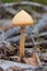 Orange small mushroom in summer wood