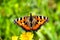 Orange small Tortoiseshell butterfly on a spring green meadow