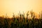 Orange smoke fills the sky above corn field