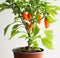 Orange snack peppers tree