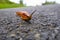 Orange snail slithering on the asphalt road and looking into the camera. Slow movement concept