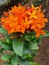 orange soka flowers in the garden