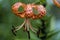 Orange Speckled Tiger Lily Blossom - Lilium lancifolium