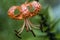 Orange Speckled Tiger Lily Blossom - Lilium lancifolium
