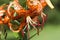 Orange Speckled Tiger Lily Blossom - Lilium lancifolium