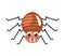 orange spider insect animal