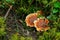Orange spine, Hydnellum aurantiacum