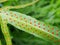 Orange sporangium cluster on large structure fern leaf