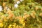 Orange spores of Spruce Labrador Tea Rust fungal disease