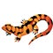 Orange spotted Salamander isolated on a white background. Cartoon vector close-up illustration.