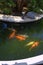 Orange spotty fish in pond
