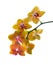 Orange spotty orchid isolated