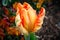 Orange Spring-Blooming Tulip Flower