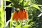 Orange spring flower bathed in rays of the sun light.Back light.Bright outdoor background