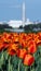 Orange Spring Tulips City of Washington DC