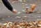 An orange squirrel cautiously creeps up to a person s hand for a treat