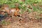 An orange squirrel has found a walnut among the fallen leaves and is chewing on it