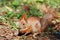 An orange squirrel holds a walnut in its paws and chews it against the background of fallen leaves in blur