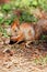 An orange squirrel holds a walnut in its paws and gnaws it against a background of green grass in blur