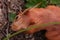 Orange squirrel. orange fluffy squirrel in the forest looking for nuts, close up wild nature portrait