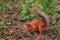 Orange squirrel. orange fluffy squirrel in the forest looking for nuts, close up wild nature portraitÑŽ  Sciurus, Tamiasciurus,
