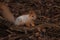 Orange squirrel. orange fluffy squirrel in the forest sitting on the dry branch