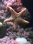 Orange star fish in the deep ocean