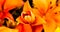 Orange Star Gazer Flower Opening Time Lapse