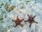 Orange starfish couple on sandy sea bottom. Underwater photo of star fish in tropical seashore. Exotic island beach