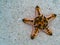 Orange starfish in sea water banner template. Tropical sea water during low tide. Seashore underwater animal