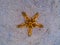 Orange starfish on white sand in sea water. Tropical sea water during low tide. Seashore underwater animal