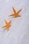 Orange starfishes in a sand background