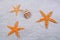 Orange starfishes and shell on a background