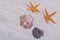 Orange starfishes and two shells on a sand background