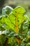 Orange stem chard Beta vulgaris