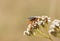 Orange stink bug on a plant