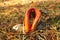 Orange stinkhorn mushroom emerging from its egg