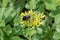 Orange stonecrop, Phedimus kamtschaticus, flower with bumblebee