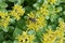 Orange stonecrop, Phedimus kamtschaticus, flower with honeybee