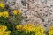 Orange stonecrop sedum growing against granite.