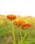 Orange Straw flower