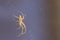 Orange stretcher spider is lurking in a web for prey