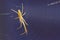 Orange stretcher spider is lurking in a web for prey