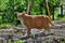 Orange striped cat stand on the ground. He is hunting on nature