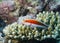 Orange-striped Hawkfish perches on a coral at the bottom of the Indian Ocean