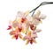 Orange striped orchid isolated on the white