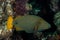 Orange-striped Triggerfish, Balistapus undulatus