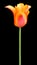 Orange stripped tulip