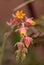 Orange succulent flower of Echeveria derenbergii